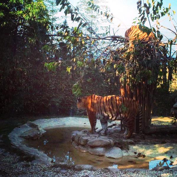 VISITE ALLA NOSTRA FATTORIA ED ALLO ZOO DI FALCONARA